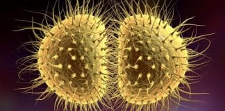 Plaga rzeżączki w Nowym Brunszwiku