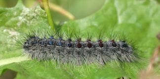 Zdążyć przed żarłocznymi gąsienicami