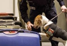 CBSA na tropie przemytników zwierząt egzotycznych