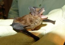 Pierwsza ofiara wścieklizny od 2003 roku