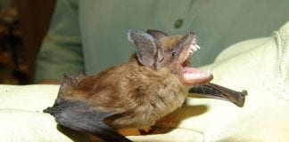 Pierwsza ofiara wścieklizny od 2003 roku