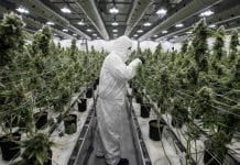 Czarnorynkowa marihuana o połowę tańsza od legalnej