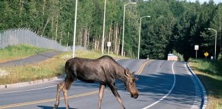 Moto-Goniec: Nie dajmy się rozkojarzyć