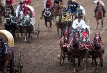 Stampede to męczenie koni