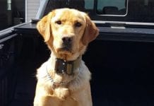 Pies policyjny Zoe – bohater dnia