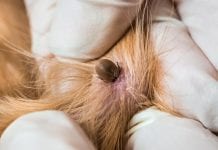 Co każdy właściciel psa powinien wiedziec o kleszczach