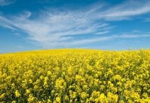 Do Europy zamiast do Chin