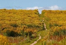 Michalinka: Na razie wyzłocone łąki