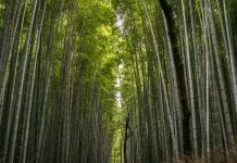 CO Z TYM KLIMATEM? TYLKO SOCJALIZM MOŻE URATOWAĆ PLANETĘ