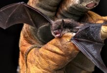 Wściekły nietoperz w Toronto