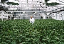 Kursy z uprawy marihuany na Uniwersytecie w Guelph
