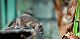 Ligęza: SZCZUR WE W TRĄBIE