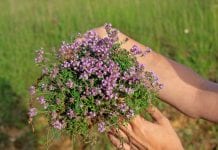 Michalinka: Macierzanka