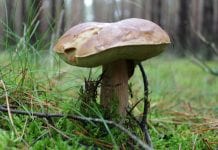 Wandarat: Urodzaj grzybów w Polsce