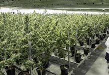 Marihuana w Quebecu od 21 roku życia