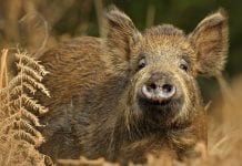 Europejskie (polskie?) dziki dewastują Ontario