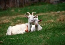 Farmus: O kozie, czyli jak nam urabiają gębę