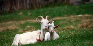 Farmus: O kozie, czyli jak nam urabiają gębę