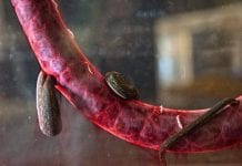 Pijawki i kleszcze w ROM – nowa wystawa pt. “Krwiopijcy”