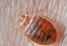 Toronto najbardziej zapluskwione miasto Kanady