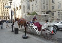 Ostatnie dorożki Montrealu