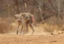 Uwaga na chore kojoty w Mississaudze