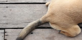 Farmus: W poszukiwaniu wzorów jak ogon kręci psem