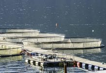 Uciekinierzy z hodowli zaburzają ekosystem