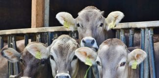 Ligęza: OSIĄGNIĘCIA JAKIEŚ