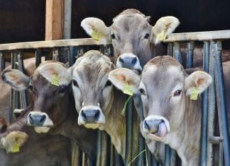 Ligęza: OSIĄGNIĘCIA JAKIEŚ