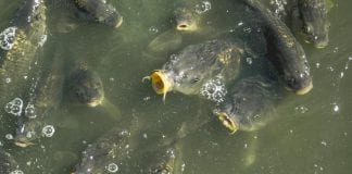 Ligęza: RYBY I ANDRZEJ GŁOSU NIE MAJĄ