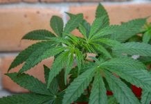 Ciastka z marihuaną podane dzieciom w szkole – wiele zachorowało