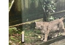 W Vancouver nie tylko niedźwiedzie chodzą po ulicach…