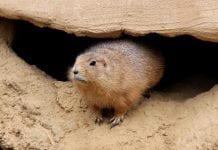 Świstakom się pomieszało