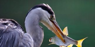 Farmus: Kilka uwag na temat niemoty ryb sumiastych