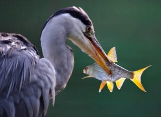 Farmus: Kilka uwag na temat niemoty ryb sumiastych