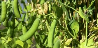 Michalinka: Powiem wam, jak sadzić groszek