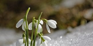 Michalinka: Znów o przebiśniegach