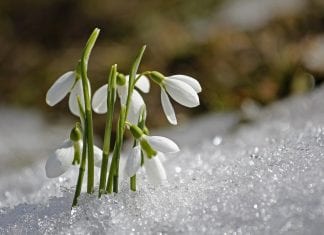 Michalinka: Znów o przebiśniegach