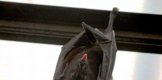 Czekajewski: Zemsta nietoperza