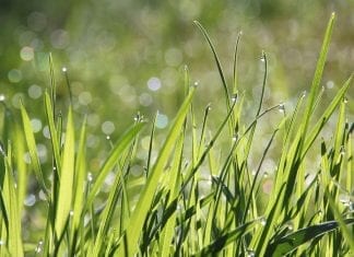 Michalinka: Akurat trawka się zazieleniła