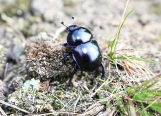 Ligęza: DLA ŻUKA NAUKA