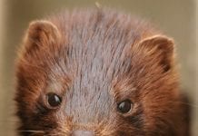 Norki na kwarantannie