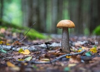 Michalinka: Grzyby prawdziwe na koronawirusa