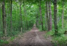 W York Region do lasu nie pójdziesz