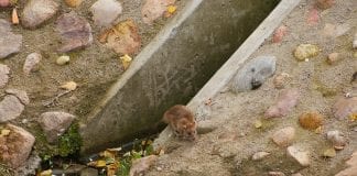 Głodne szczury zaczynają migrację