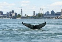 Wieloryb w Montrealu