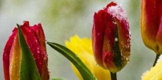 Szykuje się mroźny Dzień Matki