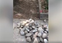 Na kilka godzin przed demonstracją układają, czy zabierają kamienie z University Ave.w Toronto?