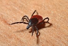 Z kleszczami nie ma żartów